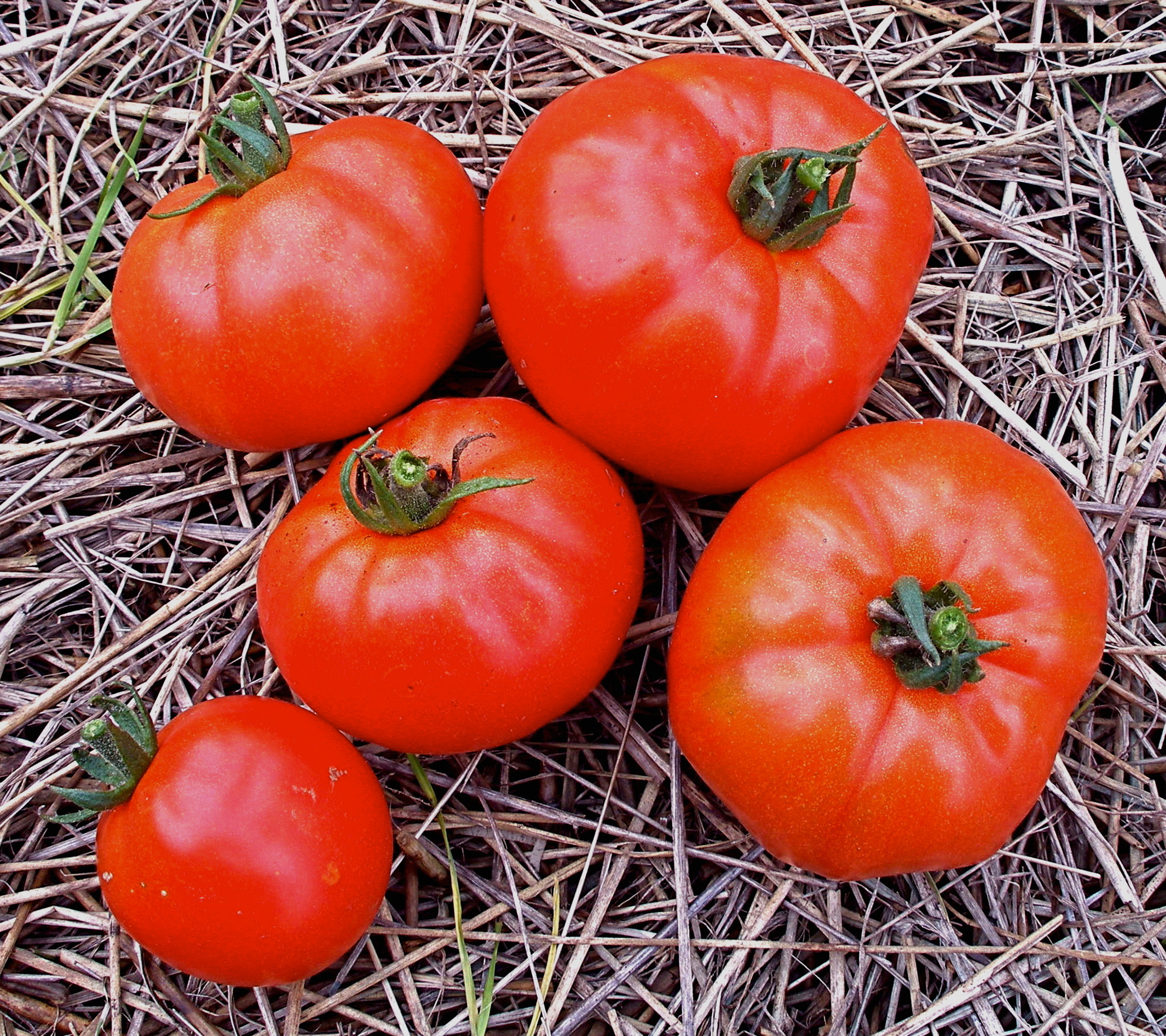 Tomato Bush Beefsteak (62 Days)