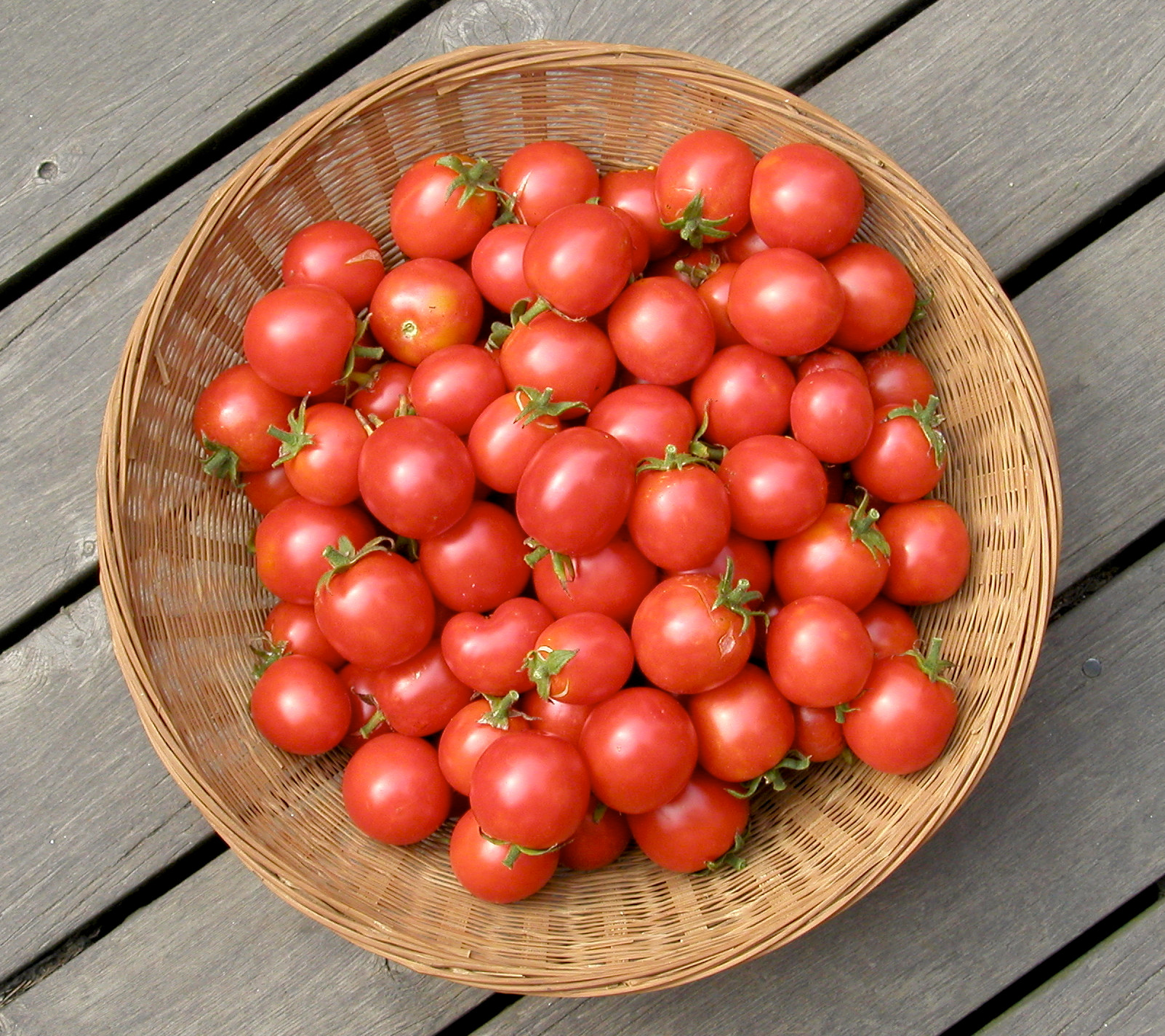 Tomato - Gardeners Delight - Organic Plug Plants to Grow