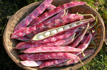 Heirloom varieties at Runåbergs