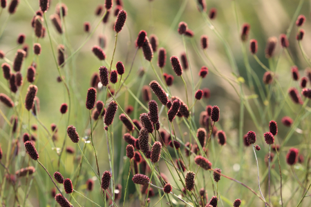 Grow your own cut flowers