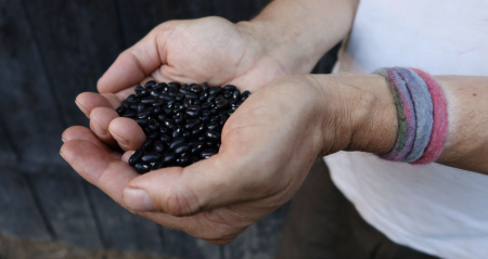 The war over the seeds