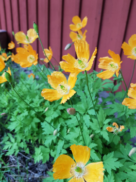 Engelsk Vallmo, ekofrö