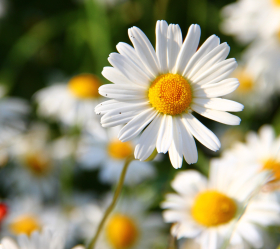 Prästkrage, Vit ekofrö