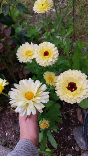 Snow Princess, ekofrö