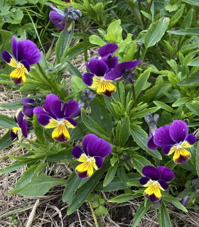 Styvmorsviol, Anna, ekofrö