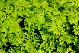 Golden frills, ekofrö