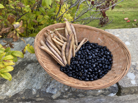 Black Turtle, ekofrö