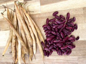 Canadian Wonder, ekofrö