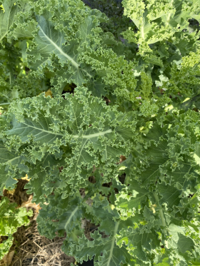 Ostfrisisk Palmkål, ekofrö