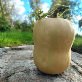 Mini Butternut, ekofrö