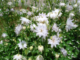 Akleja, Snowflake, ekofrö