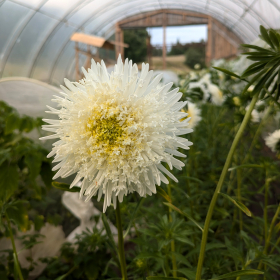 Vit Storblommig Aster