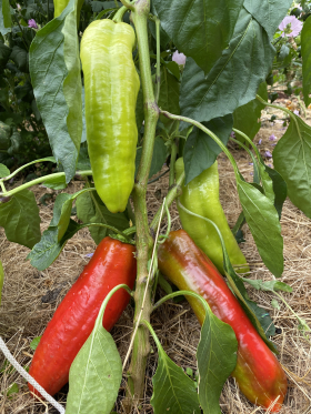 Goccia d'Oro, ekofrö