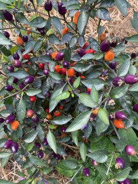 Bolivian Rainbow, ekofrö