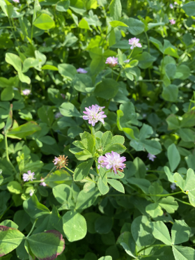 Perserklöver, ekofrö