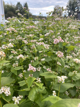 Bovete för gröngödsel, ekofrö