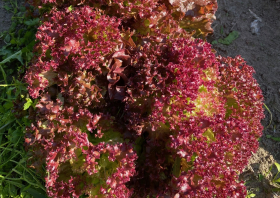 Lollo Rossa, ekofrö