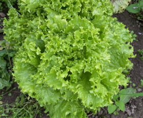 Lollo Bionda, ekofrö