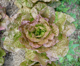 Grasse De Morges, ekofrö