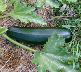 Black Beauty Zucchini, ekofrö