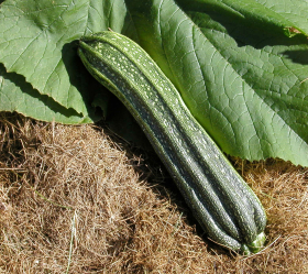 Costata Romanesco, ekofrö