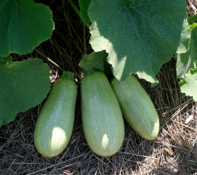 Lebanese White Bush, ekofrö