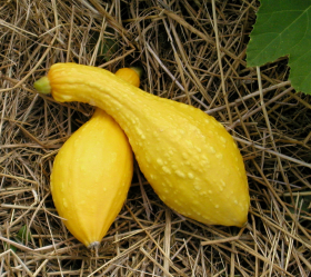 Yellow Crookneck, ekofrö