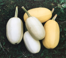 Vegetable Spaghetti, ekofrö