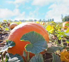 Dills Atlantic Giant, ekofrö