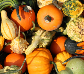 Prydnadspumpa, ekofrö