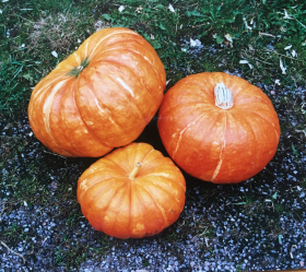 Rouge vif de Etampes, ekofrö