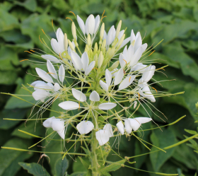 White Queen, ekofrö