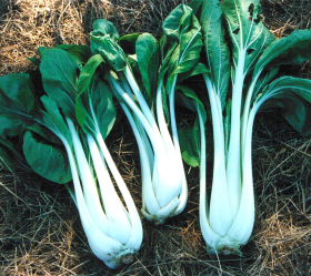 White Celery Mustard, ekofrö