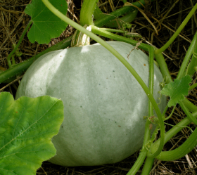 Blue Ballet, ekofrö