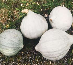 Blue Hubbard, ekofrö