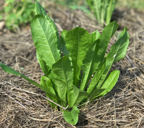 Catalogna Frastigliata, ekofrö