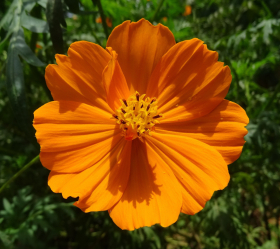 Gullskära, Orange, ekofrö