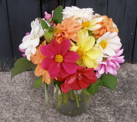 Unwin's Dwarf, ekofrö