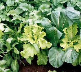 Oriental Saladini, ekofrö