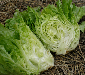 Buttercrunch, ekofrö