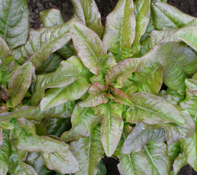 Red Deer Tongue, ekofrö
