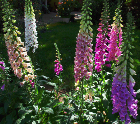 Gloxiniaeflora, ekofrö