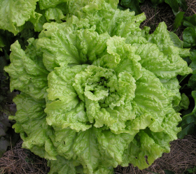 Black Seeded Simpson, ekofrö