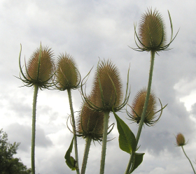 Kardvädd, ljusviolett, ekofrö