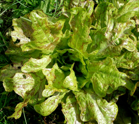 Flashy Green Butter Oak, ekofrö