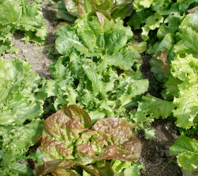 Runåbergs Saladini, ekofrö