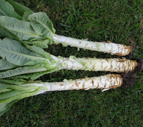 Celtuce, ekofrö