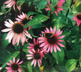 Röd Solhatt, ekofrö