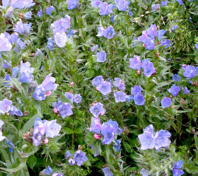 Lila snokört, ekofrö