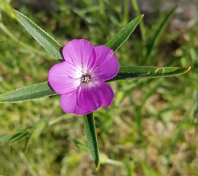 Klätt, Milas, ekofrö